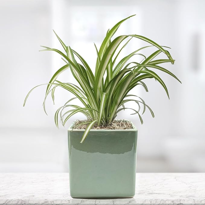 Easy to Grow Spider Plant Variegated - 1 Potted Houseplant Placed in a Seaglass Color Square Ceramic Pot, Low-Maintenance Indoor Outdoor