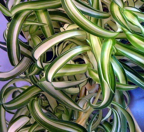 Bonnie Curly Spider Plant -Cleans The Air - 6" Hanging Basket