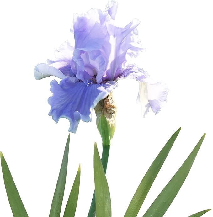 Easy to Grow Bearded Iris Rio Vista - 3 Plant Bulbs Rhizomes, Lavender & Purple Flowers in Spring to Fall, Full Sun Low Maintenance