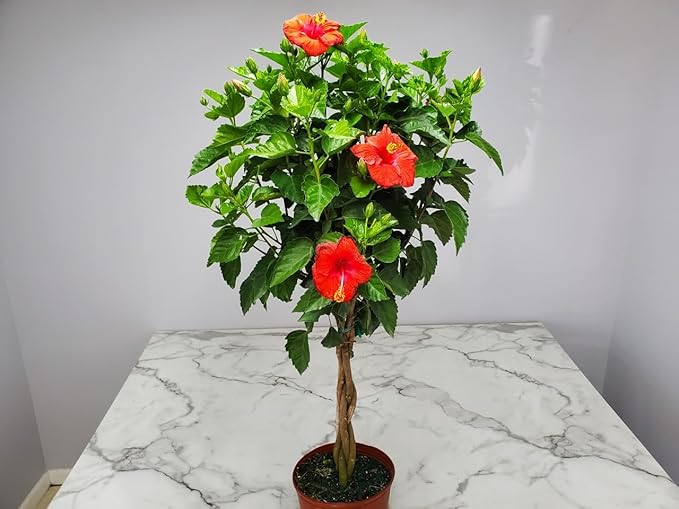 Braided Hibiscus Tree Live - Red President - Overall Height 38" to 44" - Tropical Plants of Florida (Plant Only)