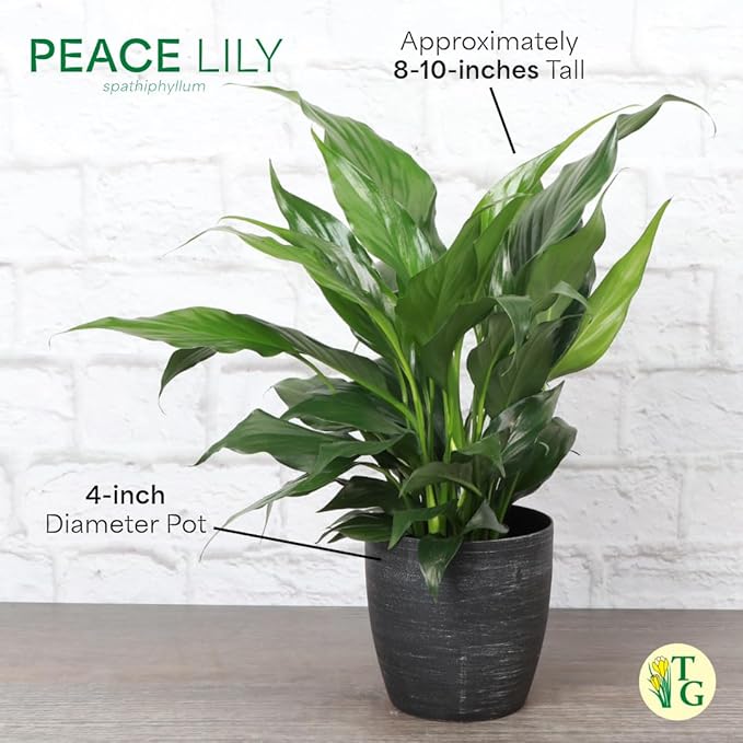 Thorsen's Greenhouse Live Peace Lily Plant, Spathyphylum, Low Light, Natural Air Purifier Live Indoor Plant, 4-6" Diameter Pot (Sage, 4-inch Pot)
