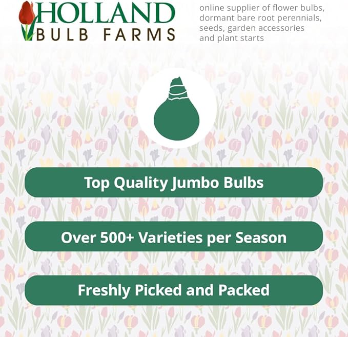 Funday Monday Bearded Iris Flower Bulbs - 1 Rhizome per Pack - Pleasantly Scented - Deer Resistant - Good as Cut Flowers - Naturalizing - Perennializing