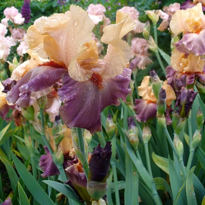 Full of Magic Bearded Iris Flower Bulb - Attracts Butterflies and Hummingbirds - Deer Resistant - Good as Cut Flowers - Naturalizing - Perennializing