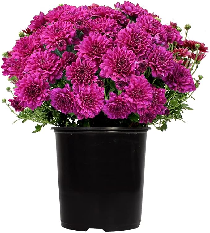 1G Purple Mum Plant, Chrysanthemum Flowers Gardening Fall Decor, Mums Plants Live, Fall Decorations Outdoor, Housewarming Gift Ideas, Real Live Plants Indoor Plants Live Houseplants By Plants for Pets