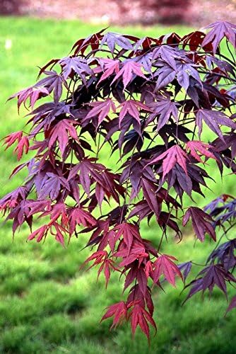 BLOODGOOD Red Japanese Maple Tree - 2 Year Live Plant - Acer palmatum 'Bloodgood'