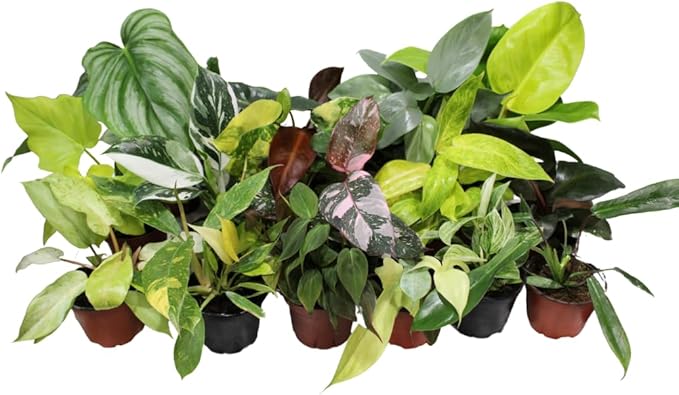 Philodendron Collection 4" Pot, Grower's Pick, Indoor Plants, Easy Care Houseplant, Starter Plant, Live Indoor, Easy to Grow - Beginner Plant by CoollectivePlants (8 Pack)