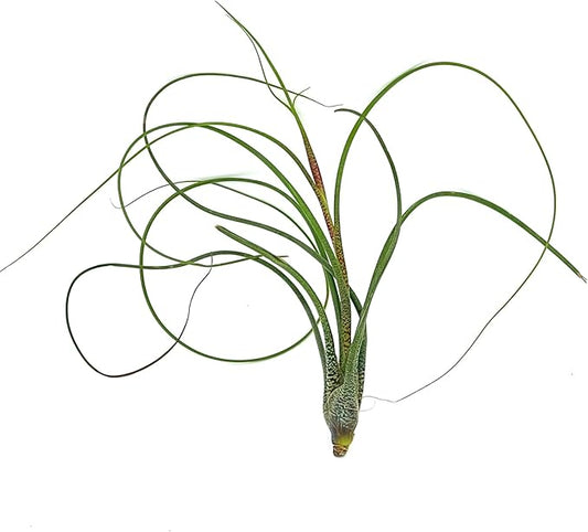 Live Air Plants - Tillandsia Butzii, Jumbo 7-9" - 1ct - Live Arrival Guaranteed - House Plants for Home Decor & Gift