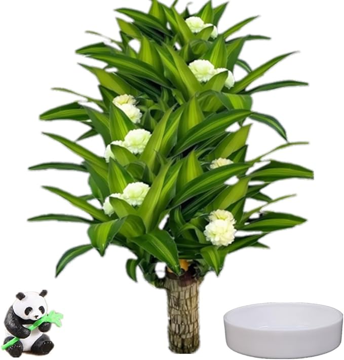 Brazilian Lucky Wood Plant, Easy to Maintain Brazilian Lucky Wood, Suitable for Indoor, Bedroom, Kitchen, Office Desk, Outdoor, Garden and Other Decorations (A)