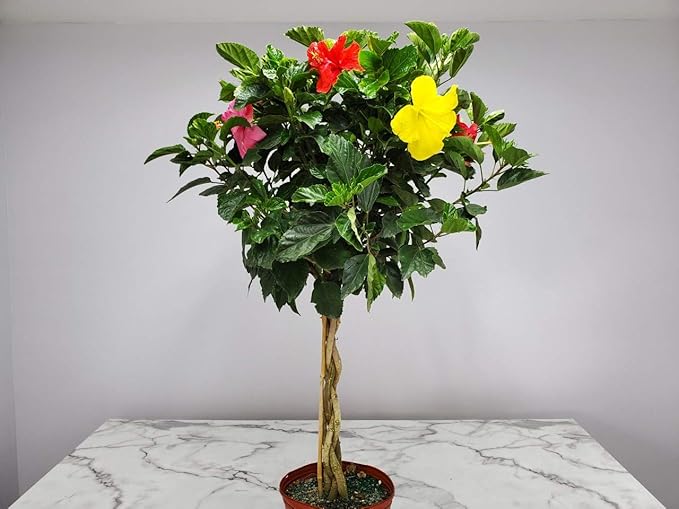 Braided Hibiscus Tree - Mixed (3 to 4 Flower Colors) - Overall Height 36" to 42" - Tropical Plants of Florida