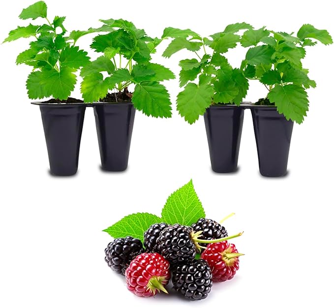 Thorny Boysenberry Plants (4 Pack) – Live Starter Plants for Planting, Vigorous Trailing Canes Producing Large, Juicy, Sweet-Tart Berries, Ideal for Jams, Pies, and Fresh Eating