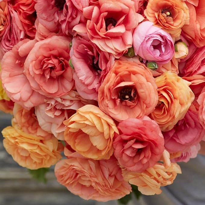 Eden Brothers Ranunculus Bulbs - Salmon