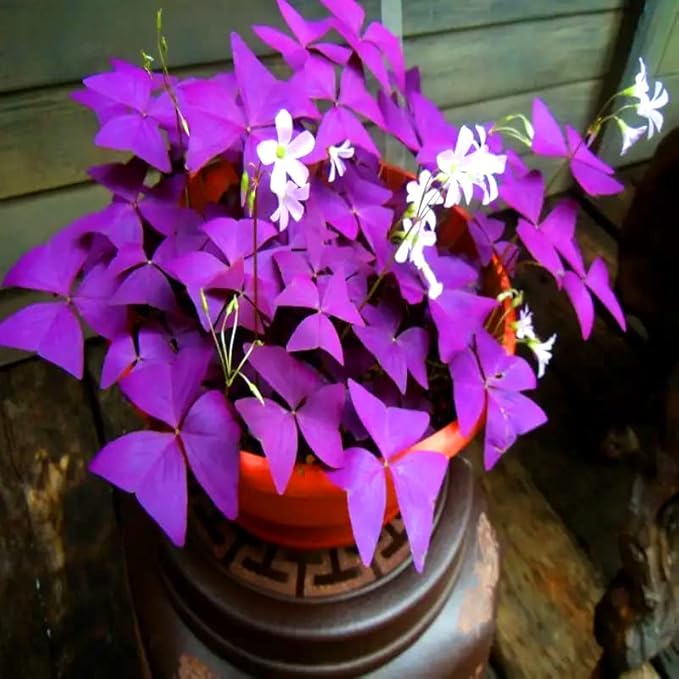 20Pcs Oxalis Bulbs for Planting Purple Shamrocks Bulbs Triangularis Lucky Lovely Flowers Oxalis Triangularis for Pots, Indoor, Outdoor, Garden, Easy to Grow