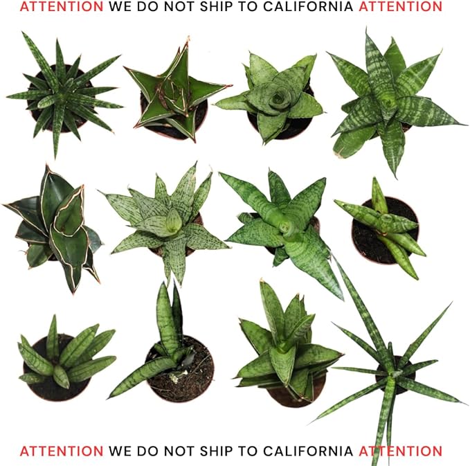 CoollectivePlants Easy to Grow Sansevieria Collection – Live Snake Plants in 2″ Growers Pot, Low-Maintenance Air-Purifying Houseplants, Real Snake Plant Gift Set (24 Pack)
