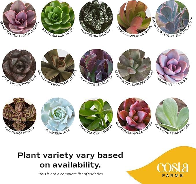 Costa Farms Mini Succulent Live Plants in Plastic Pots, Easy to Maintain Indoor Succulents, Houseplants for Home or Office Decor, Great House Warming or Party Favors, 2-3.5 Inches Tall, Pack of 25