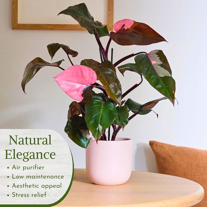 Philodendron Plant Live Exclusive Collection (4-Pack) – Rare Birkin, Gloriosum, Pink Princess & White Wizard in 2" Pot; Easy Care Indoor Plants Live Houseplants Decor for Home/Office/Garden