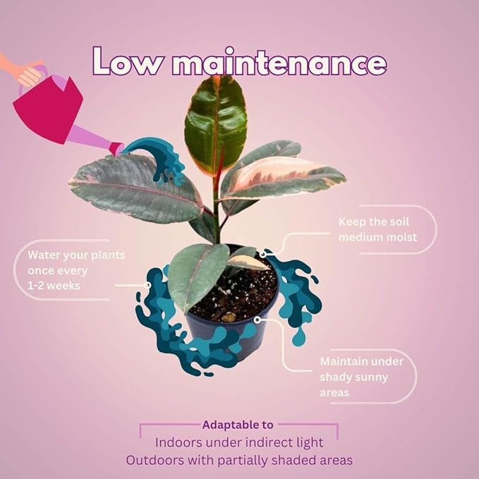 BubbleBlooms Ficus elastica Assortment in a 4 inch Pot Variegated Rubberplant Variety, Dark and White Rubber Plant