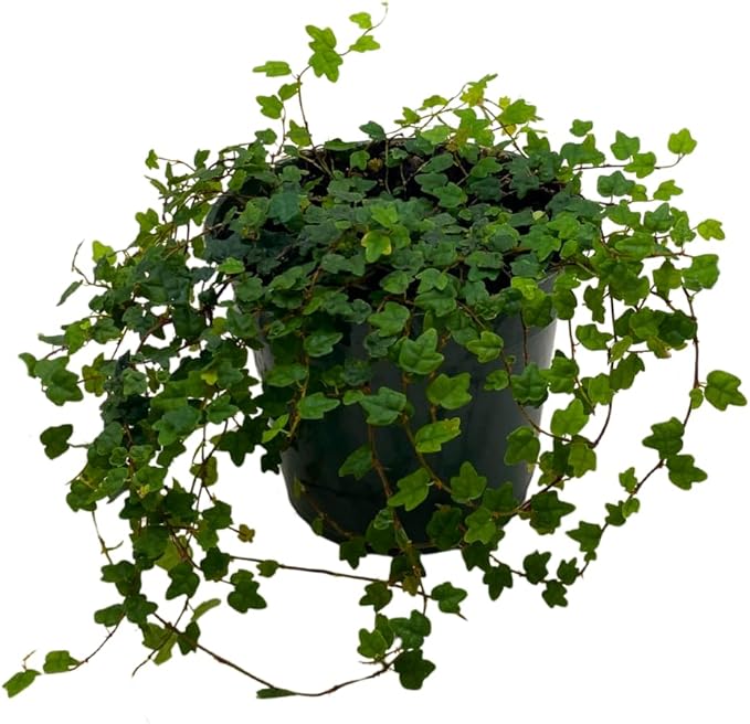 BubbleBlooms String of Frogs in a 4 inch Pot Ficus pumila Quercifolia, Oakleaf Creeping fig
