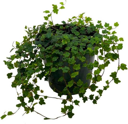 BubbleBlooms String of Frogs in a 4 inch Pot Ficus pumila Quercifolia, Oakleaf Creeping fig