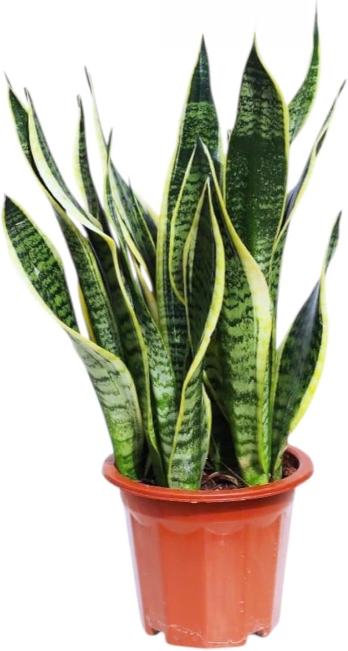 Snake Plants (Live & Rooted) 4/6/8" - Mother in Law Tongue - Sansevieria Laurentii Indoor Live Houseplant Gift Air Purifying - Low Light (8")