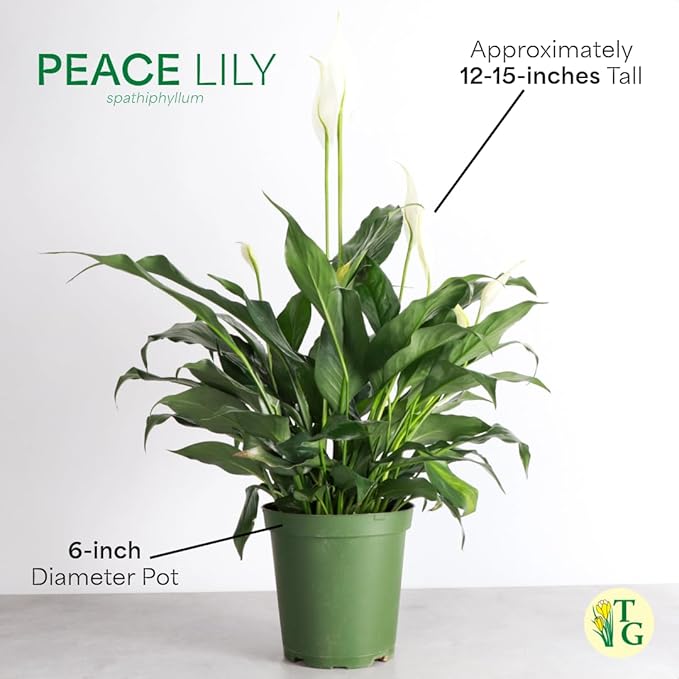 Thorsen's Greenhouse Live Peace Lily Plant, Spathyphylum, Low Light, Natural Air Purifier Live Indoor Plant, 6" Diameter Pot (Growers Pot, 6-inch Pot)