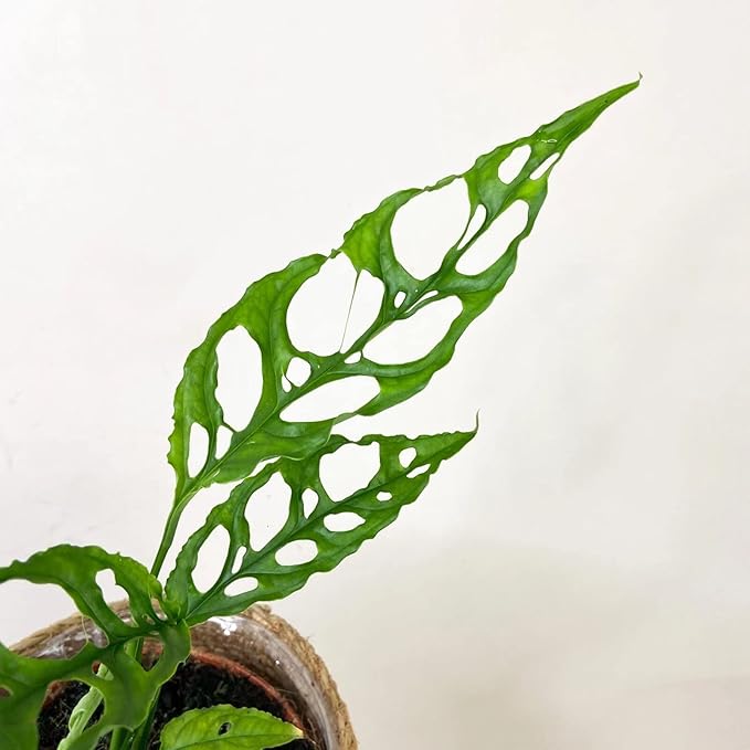 Papaya Plant Potting Soil - All-Natural Blend for Thriving Papaya Plants - Boosts Root Health and Fruiting Potential - 10 Quart