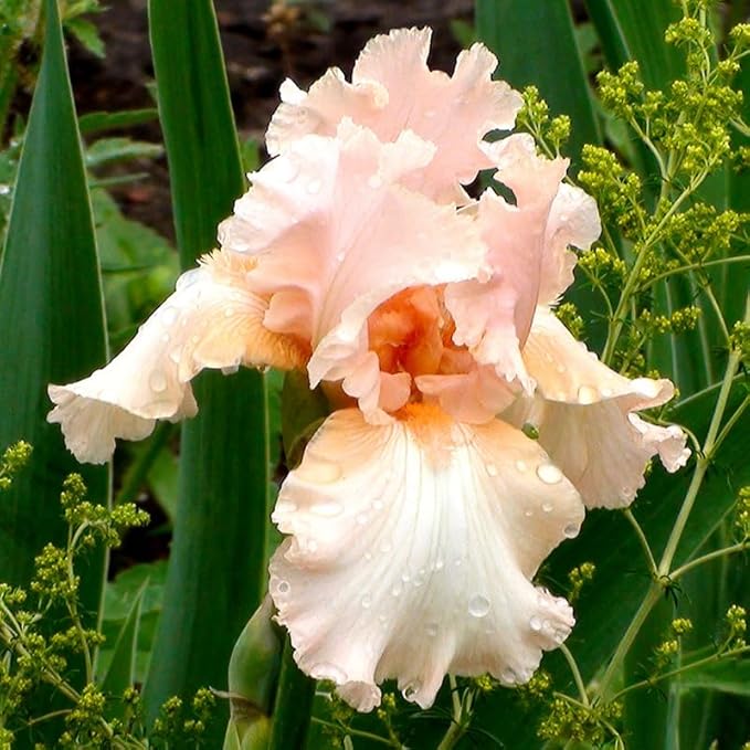 Beverly Sills Reblooming Bearded Iris Flower Bulb - Attracts Butterflies and Hummingbirds - Deer Resistant - Good as Cut Flowers - Naturalizing - Perennializing - Easy to Grow Live Plants