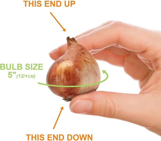 Garden State Bulb Double Dutch Mixed Tulip Flower Bulbs, 12/+ cm, Fall Planting (Bag of 50)