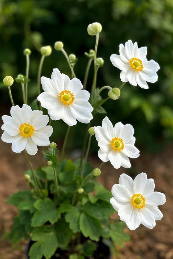 Perennial Farm Anemone x Hybrida 'Whirlwind' – Live Windflower in #1 Container, Semi-Double White Blooms, Long Blooming, Deer Resistant, Great for Borders, Shade Gardens & Pollinator Habitats