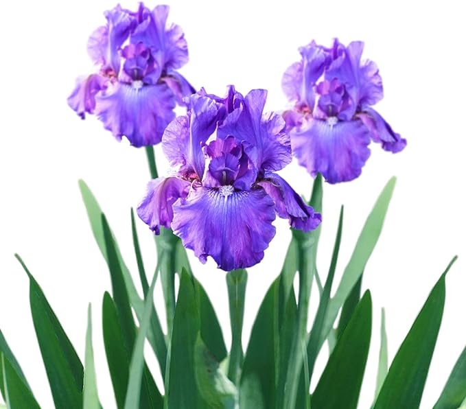 Easy to Grow Bearded Iris His Royal Highness - 9 Plant Bulbs Rhizomes, Indigo Purple Flowers in Spring to Fall, Full Sun Low Maintenance