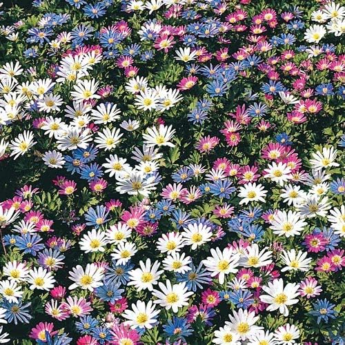 Anemone Blanda Mix Bulbs for Planting - Perennial, Attracts Bees & Showy Flowers | Blooms in Mid Spring, Easy to Grow & Maintain (25 Pack)