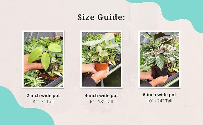CoollectivePlants Monstera Swiss Cheese – Live Monstera Plant in 4″ Grower’s Pot, Easy Care Indoor House Plants Live and Low Maintenance Indoor Plant