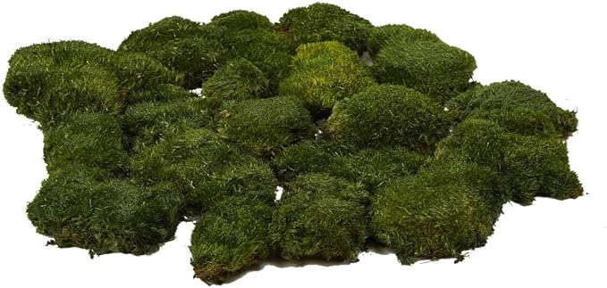 Preserved Pole Moss Pillow Bun Cushion Natural Green Decorative Real Natural DIY Kit Terrariums Garden Art Wall Florist Easter Wedding Decor (1.5 sq.ft., Green-A)