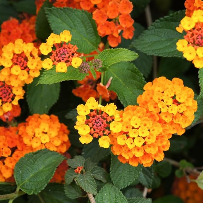 Pack 2 Lantana Live Plants Well Rooted, Orange Blooms Perennial, Lantana Shrub Starter 4-8 Inches