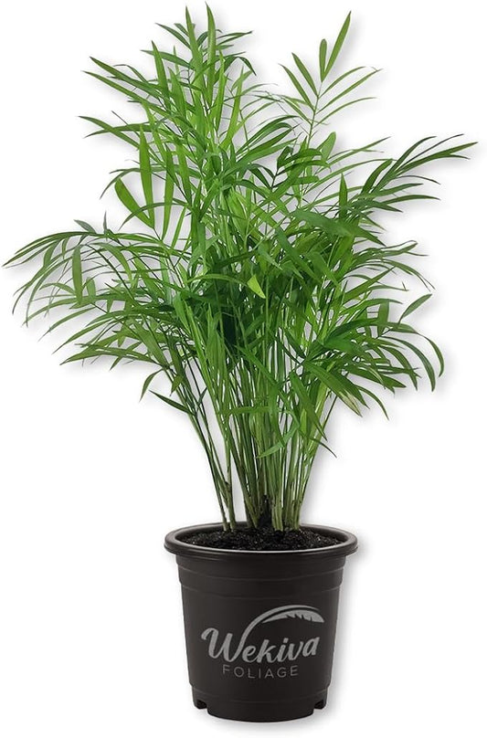 Neanthe Bella Parlor Palm - 5 Live Plants in 4 Inch Pots - Chamaedorea Elegans - Beautiful Clean Air Indoor Houseplant