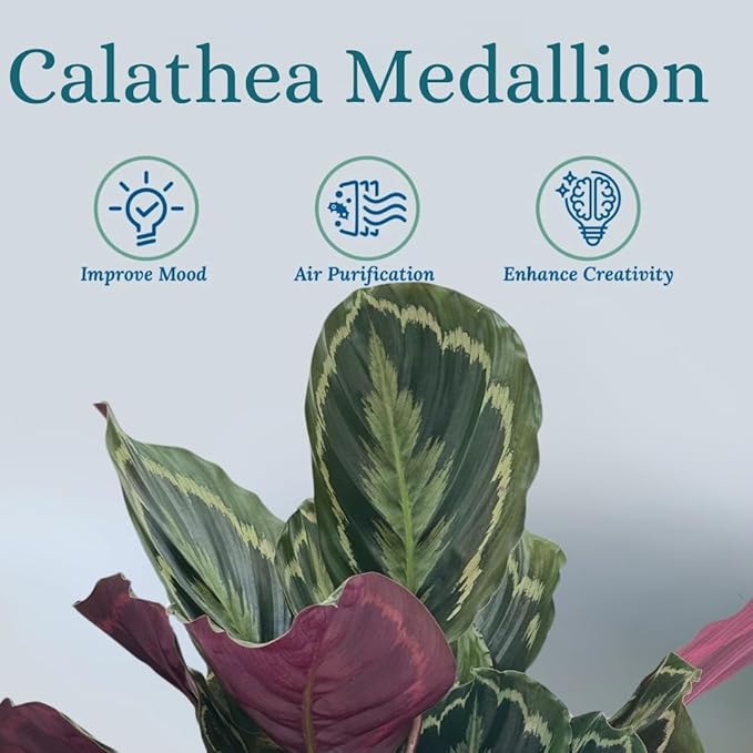 Calathea Medallion ROSEO Picta Live Plant - Air Purifier, Home Decor & Room Decor | Elegant Indoor Calathea Prayer Plant, Plants Live Houseplants | Perfect Live Indoor Plants
