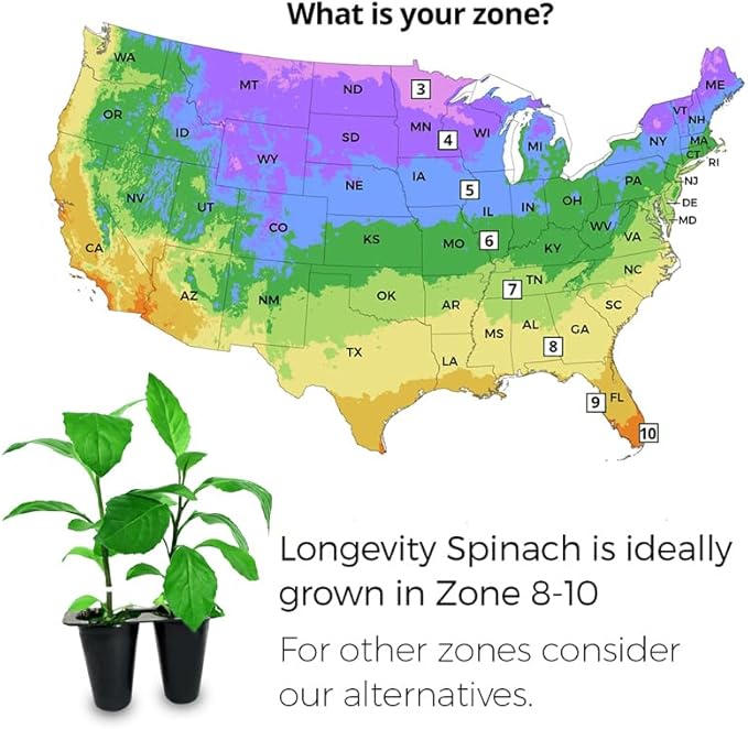 Longevity Spinach Plant (4 Pack) | Real Live Vegetable Plant for Sale | Nutrient-Rich Superfood | Easy to Grow Live Plant for Home Gardens, Organic Landscaping, and Indoor or Outdoor Planting