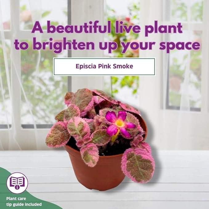 Episcia Pink Smoke Rare Variegated Flame Violet Flowering Gesneriad