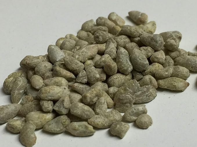 KVITER 25 White Cotton Seeds for Planting (Gossypium hirsutum) – Real Cotton Plant, Cottons Seeds for Growing, Heirloom & Non-GMO Cotton's Plant Seeds for Gardeners – Perfect for Ornamental or Fiber