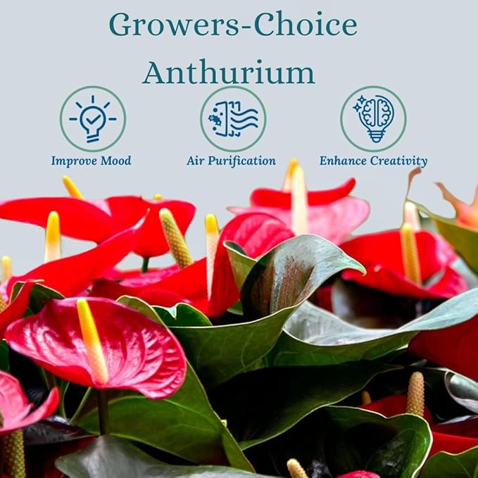 Vibrant Large Anthurium Live Plant — Indoor Flowering House Plants for Live Houseplants, Air Purifying Real Plants, Colorful Anthuriums Live Indoors, Perfect Live Indoor House Plant