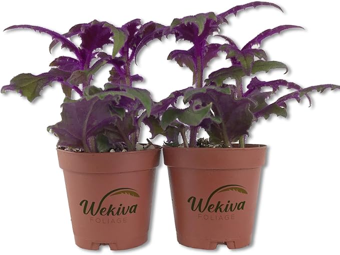 Purple Passion Plant - Royal Velvet Plant - 2 Live Starter Plants in 2 Inch Pots - Gynura Aurantica - Rare Indoor Houseplant