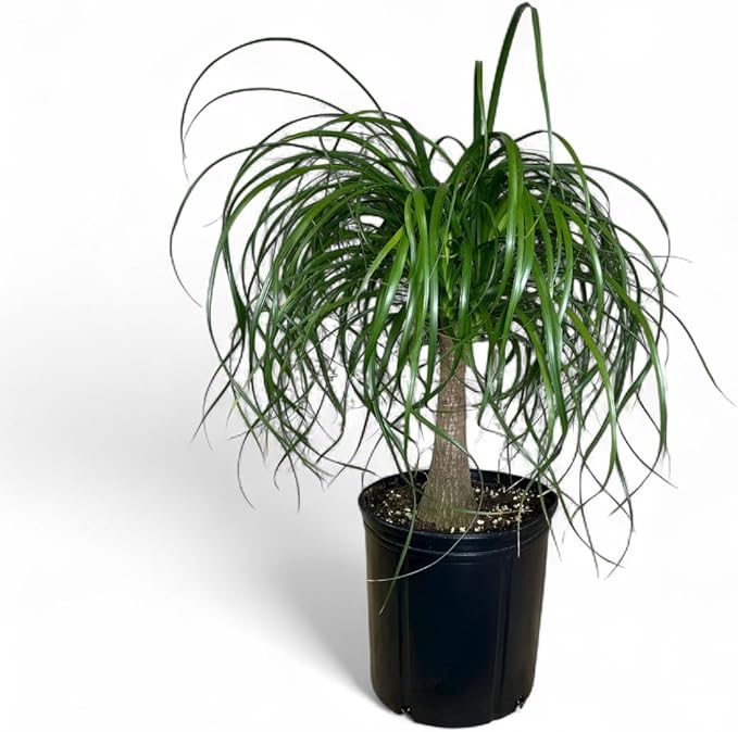 Ponytail Palm ‘Elephant’s Foot’ – 10 Inches Grower Pot – Live Indoor/Outdoor Drought-Tolerant Plant – Air Purifying, Easy Care Houseplant for Home Décor