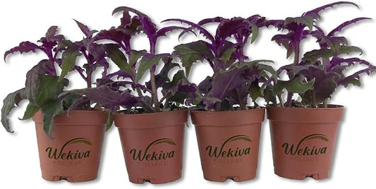 Purple Passion Plant - Royal Velvet Plant - 4 Live Starter Plants in 2 Inch Pots - Gynura Aurantica - Rare Indoor Houseplant
