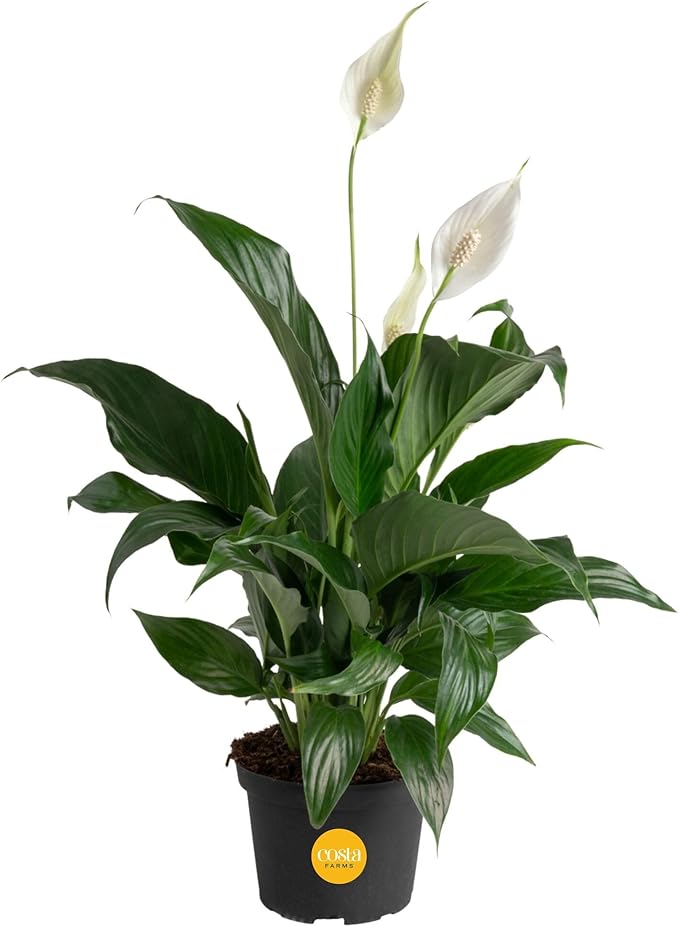 Costa Farms Peace Lily, Live Indoor Plant with Flowers, Air Purifying Houseplant in Nursery Planter Pot, Potting Soil, Thinking of You Gift, Plants Room Decor, 1 Foot Tall