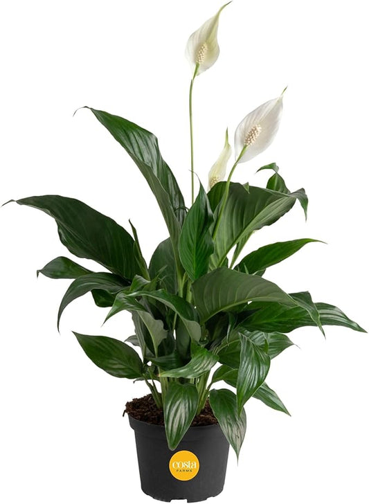 Costa Farms Peace Lily, Live Indoor Plant with Flowers, Air Purifying Houseplant in Nursery Planter Pot, Potting Soil, Thinking of You Gift, Plants Room Decor, 1 Foot Tall