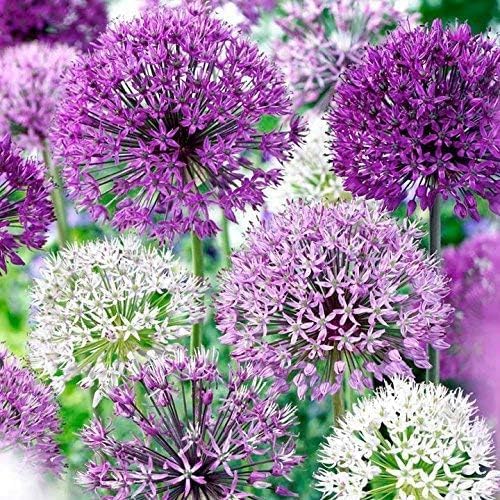 Allium Cepa Blend Purple - 30 Bulb Pack - 4 to 6 Inch Diameter Flower | Allium Bulb Grows to 28-32" Tall | Allium Bulbs, Easy to Grow | Ornamental Onion