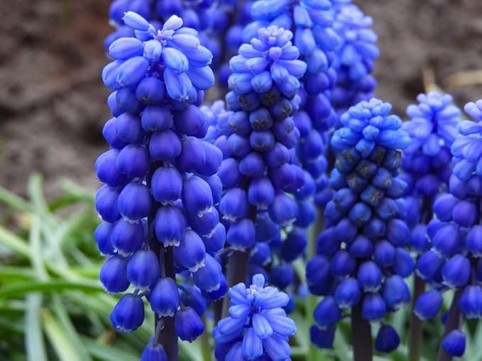 Complete Spring and Fall Flower Garden | 50 Fresh Bulbs | Bloom All Spring and Summer, Easy to Grow Flower Bulb, Indoor/Outdoor