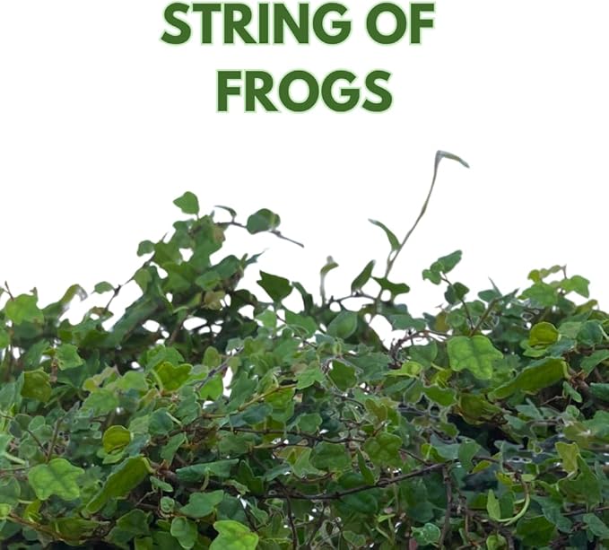 BubbleBlooms String of Frogs in a 4 inch Pot Ficus pumila Quercifolia, Oakleaf Creeping fig