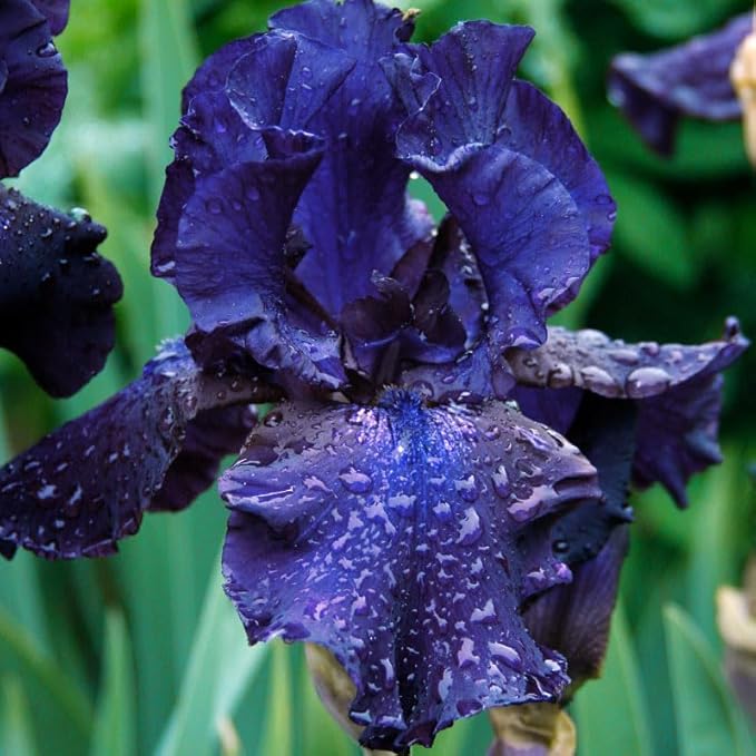 Blueberry Bliss Bearded Iris Flower Bulb - Attracts Butterflies and Hummingbirds - Deer Resistant - Good as Cut Flowers - Naturalizing - Perennializing - Easy to Grow Live Plants - Outdoor Garden