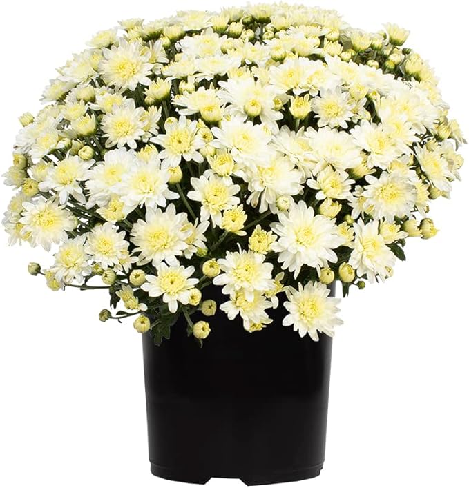 1G White Mum Plant, Chrysanthemum Flowers Gardening Fall Decor, Mums Plants Live, Fall Decorations Outdoor, Housewarming Gift Ideas, Fresh Live Plants Indoor Plants Live Houseplants By Plants for Pets