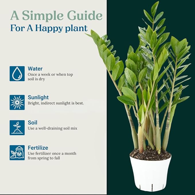 ZZ Plant Live - Air Purifier Indoor House Plant for Home Decor, Room Decor - Ideal Live Plant for Indoor Spaces - Plants Live Houseplants